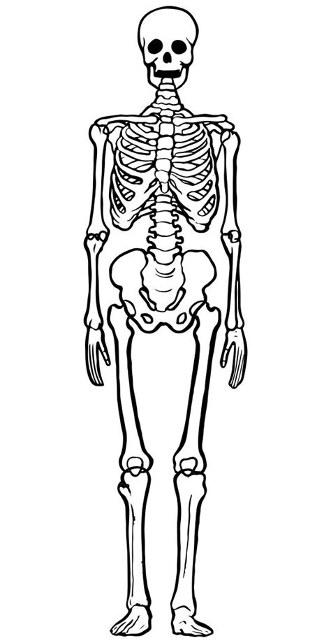 Printable Human Skeleton